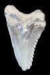 Colorful, Hemipristis Shark Tooth Fossil - Virginia #50048-1